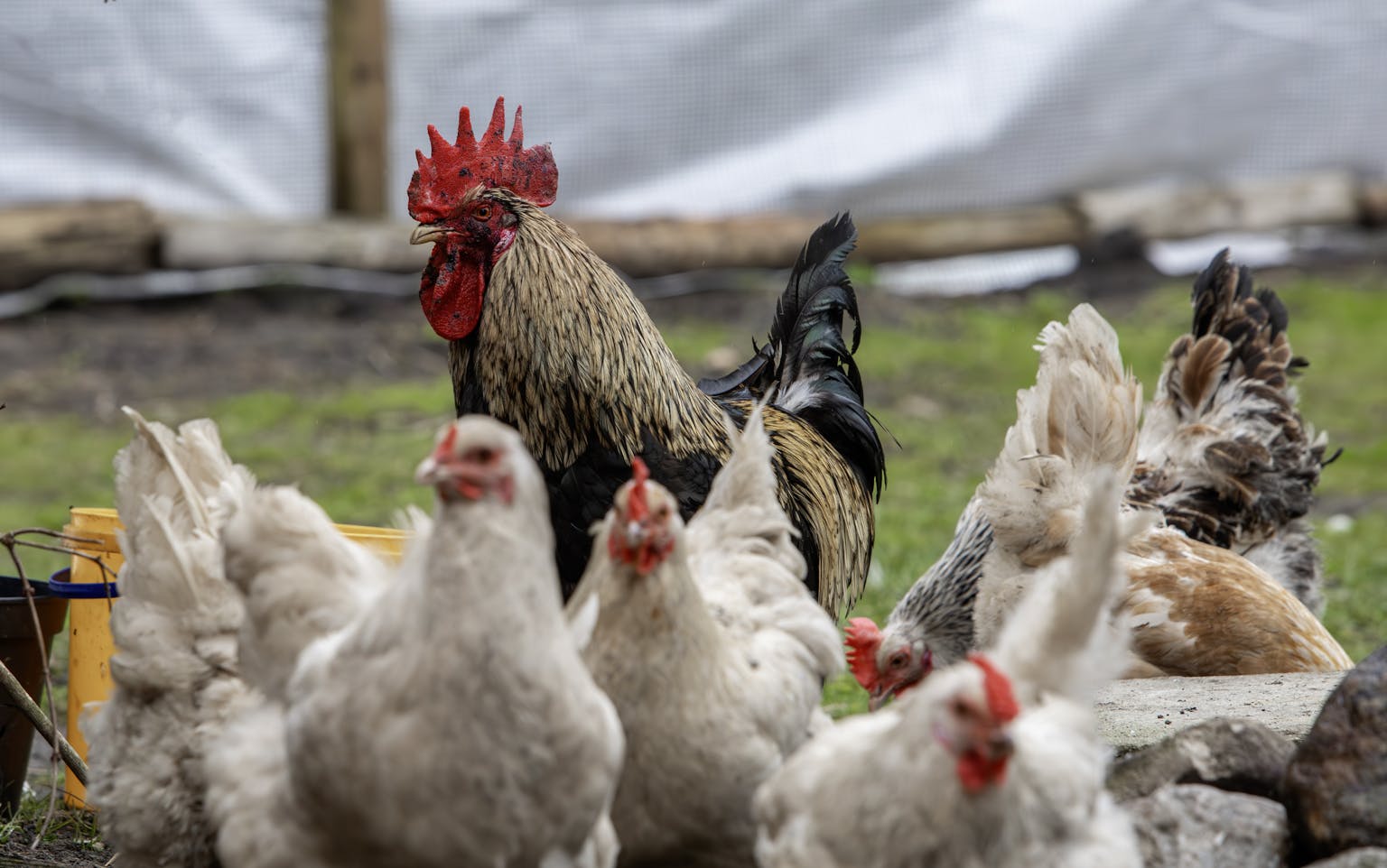 Do I Need a Cockerel for Chickens to Lay Eggs?