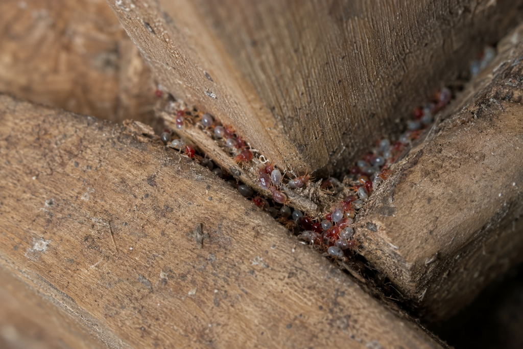 red mite in a chicken coop