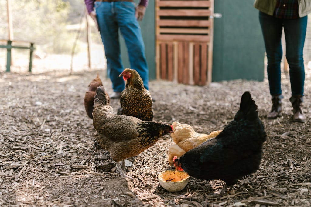Daily Chicken Care Routine: What To Do Every Day And Week